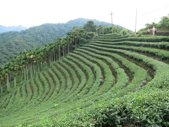 Thousand Island Lake and Pinglin Tea Plantation From Taipei - Scenic Drive to Shiding