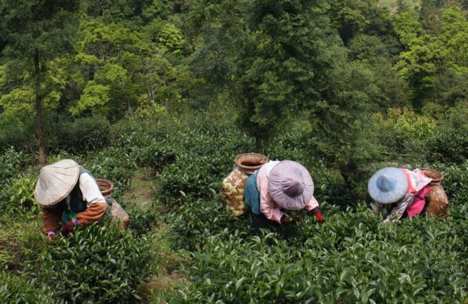 Thousand Island Lake and Pinglin Tea Plantation From Taipei - Frequently Asked Questions