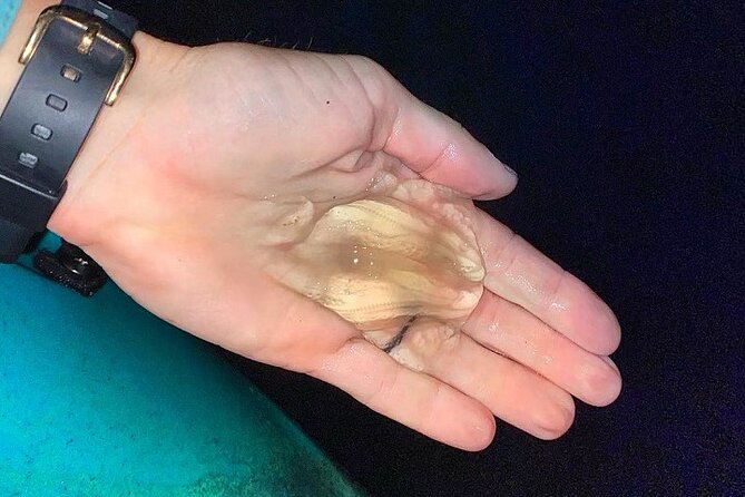 Thousand Islands Bioluminescent Kayak Tour With Cocoa Kayaking! - Glow-in-the-Dark Jellyfish