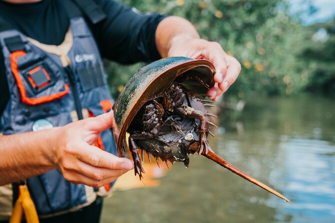 Thousand Islands Mangrove Tunnel Kayak Tour With Cocoa Kayaking! - Highlights of the Tour