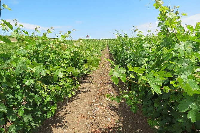 Thracian Valley Wine Tasting - Private Day Tour From Plovdiv - Boutique Winery Visit and Tour