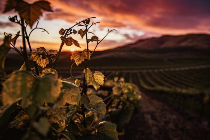 Three Authentic Istrian Wineries - Participant Information