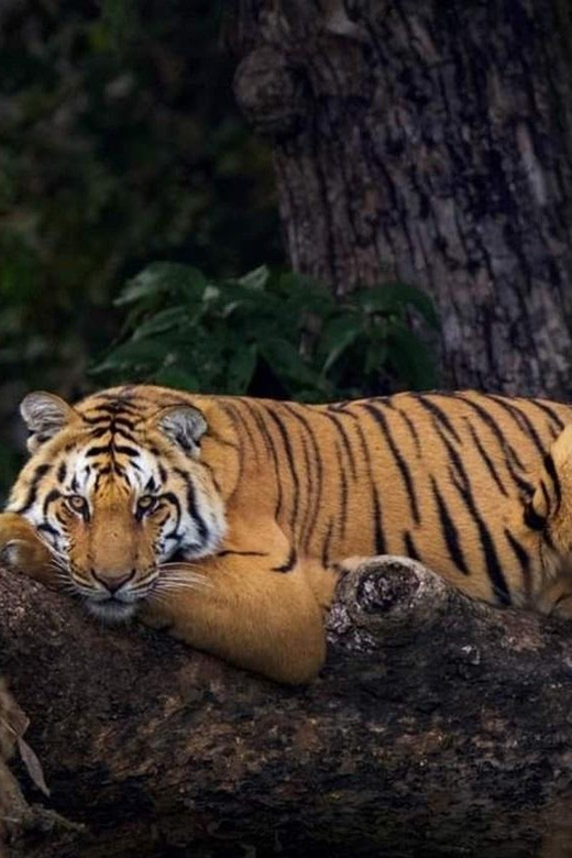 Three-Day Excursion to Jim Corbett National Park - Key Points