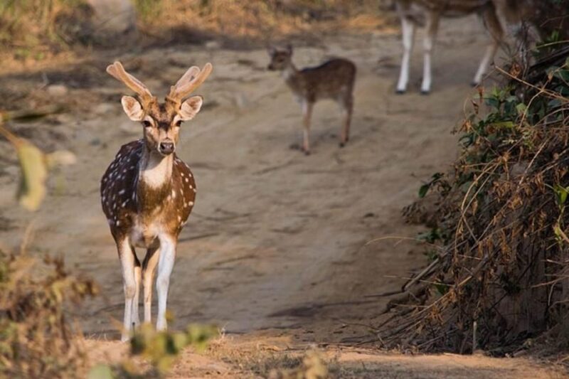 Three-Day Excursion to Jim Corbett National Park - Detailed Itinerary