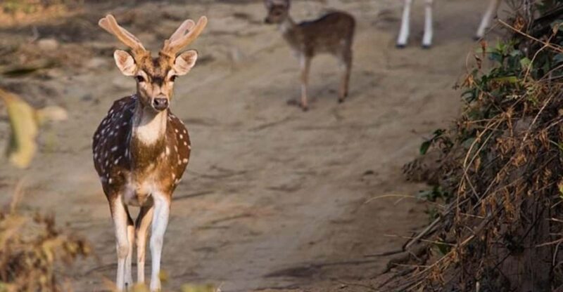 Three-Day Excursion to Jim Corbett National Park - Included Services