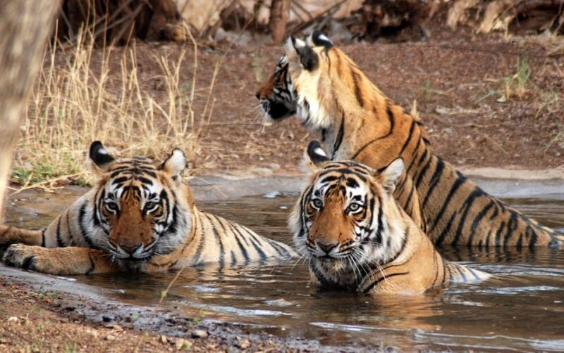 Three-Day Excursion to Jim Corbett National Park - Accessibility and Support