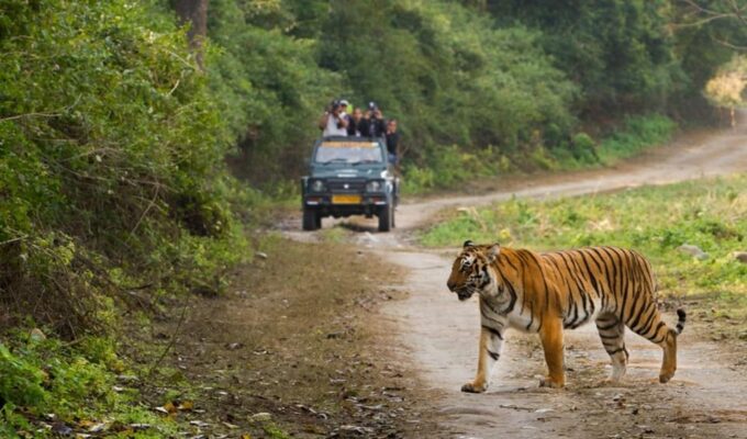 Three-Day Excursion to Jim Corbett National Park - Wildlife Spotting Opportunities