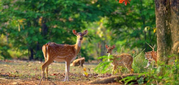 Three-Day Excursion to Jim Corbett National Park - Frequently Asked Questions