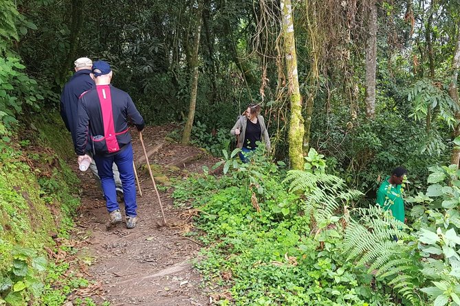 Three-day Nyungwe Canopy and Kivu Lake Adventure - Overview of the Adventure