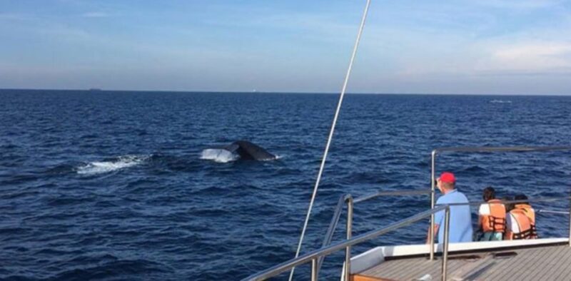 Three-Day Weligama Whale Watching Expedition - Key Points
