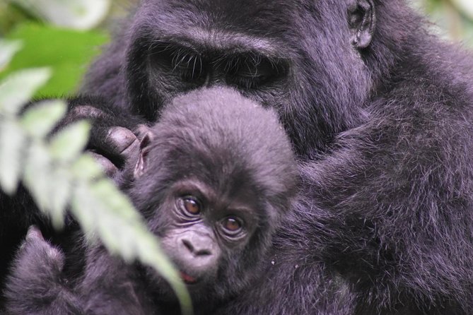 Three Days Gorilla Safaris In Uganda - Key Points