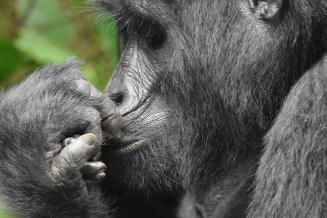 Three Days Gorilla Safaris In Uganda - Pickup and Transportation