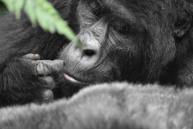 Three Days Gorilla Safaris In Uganda - Schedule and Availability