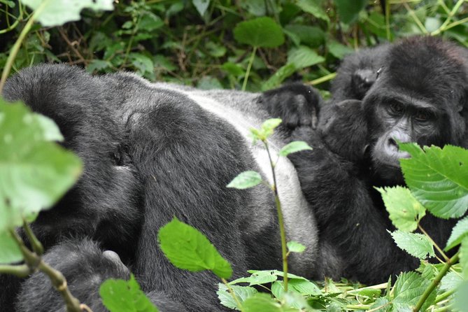 Three Days Gorilla Safaris In Uganda - Inclusions