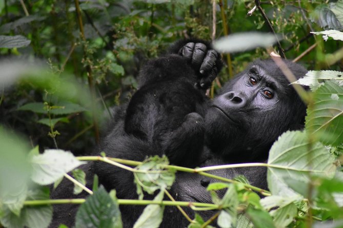 Three Days Gorilla Safaris In Uganda - Tour Highlights