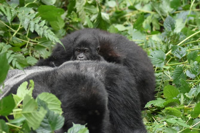 Three Days Gorilla Safaris In Uganda - Safety and Accessibility