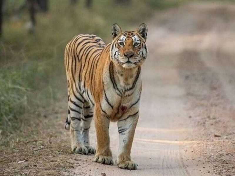 Three Days Jim Corbett National Park Tour - Key Points