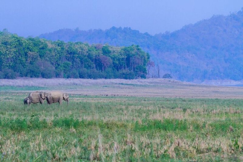 Three Days Jim Corbett National Park Tour - Itinerary Highlights