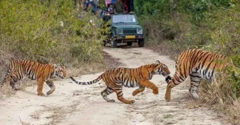 Three Days Jim Corbett National Park Tour - Day 1 Activities