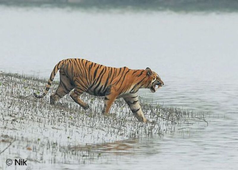 Three Days Jim Corbett National Park Tour - Day 3 Activities