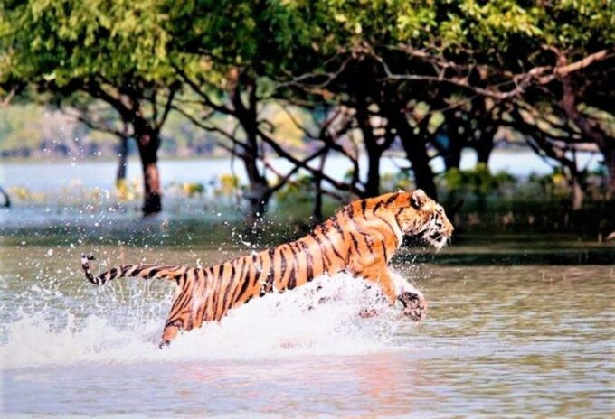 Three Days Jim Corbett National Park Tour - Included in Tour