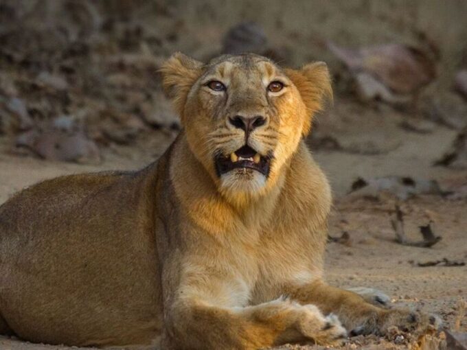 Three Days Jim Corbett National Park Tour - Frequently Asked Questions