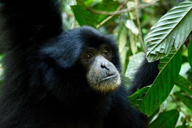 Three Days Orangutans Adventure in Gunung Leuser - Included Meals and Gear