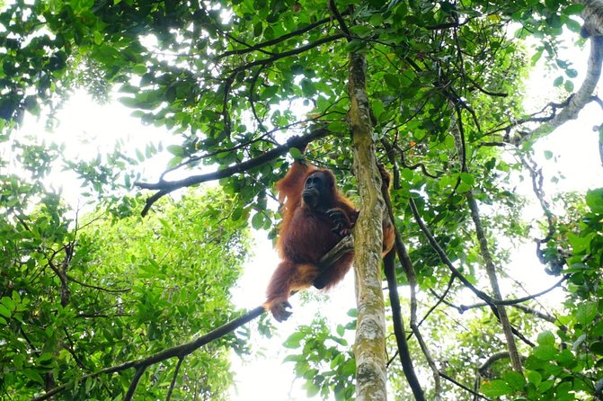 Three Days Orangutans Adventure in Gunung Leuser - Customer Reviews and Ratings