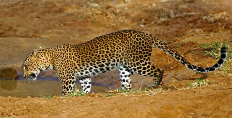 Three Days - Private Wildlife Expedition - Nature and Wildlife