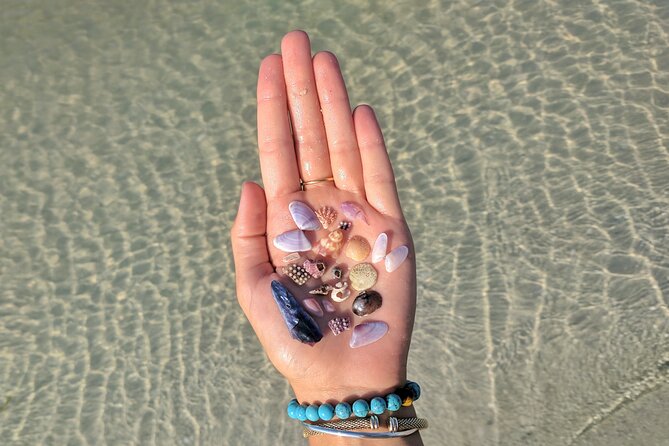 Three Hour Shelling Cruise to Shell Key Preserve From Johns Pass - Key Points