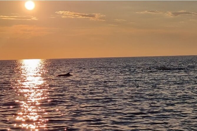 Thrilling Dolphin Encounter: Vrsars Aquatic Safari - What to Expect