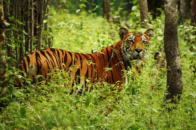 Thrilling Jungle Safari & White Water Rafting Expedition - Additional Information
