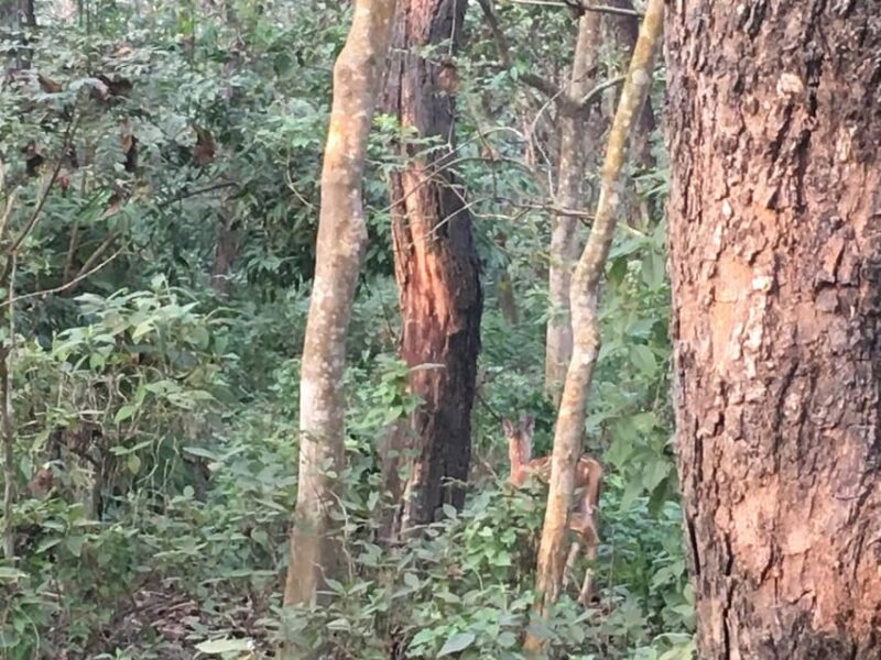 Thrills and Tranquility: Jeep Safari and Canoeing in Chitwan - Experience Highlights