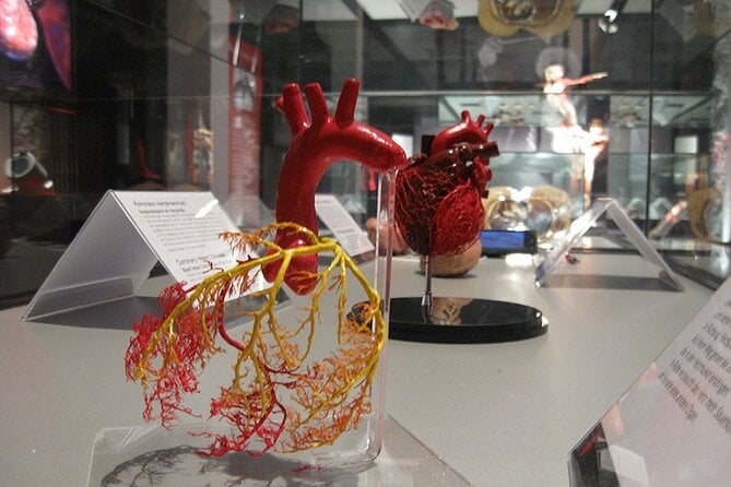 Ticket Expo Body Worlds in Bruges, Belgium - Interactive Features for All Ages