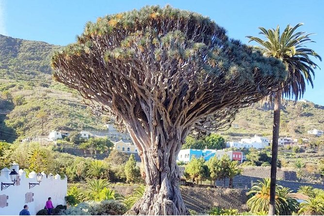 Ticket to Parque Del Drago in Tenerife - What to Expect at the Park