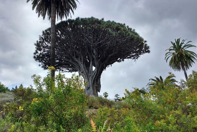 Ticket to Parque Del Drago in Tenerife - Accessibility and Transportation