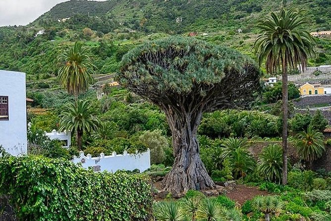 Ticket to Parque Del Drago in Tenerife - Visitor Feedback and Ratings
