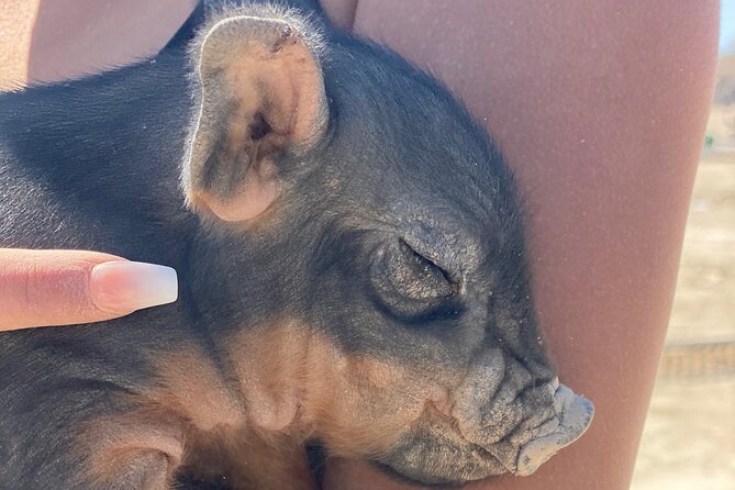 Tickets to Nature Health Farms Petting Zoo, Antique Store & Hemp Farm in Pahrump - Getting to the Petting Zoo