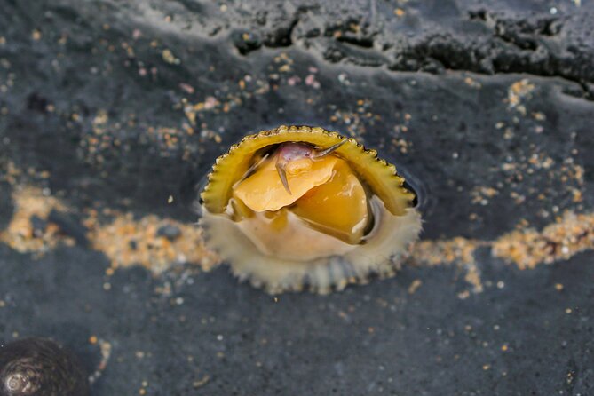 Tide Pool Safari in Monte Clérigo Beach - Cancellation and Payment Policy