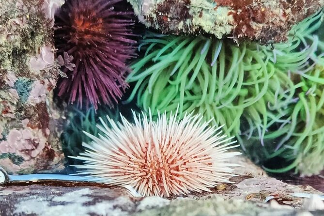 Tide Pool Safari in Monte Clérigo Beach - Explore the Tide Pools