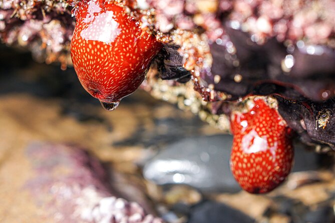 Tide Pool Safari in Monte Clérigo Beach - Recap