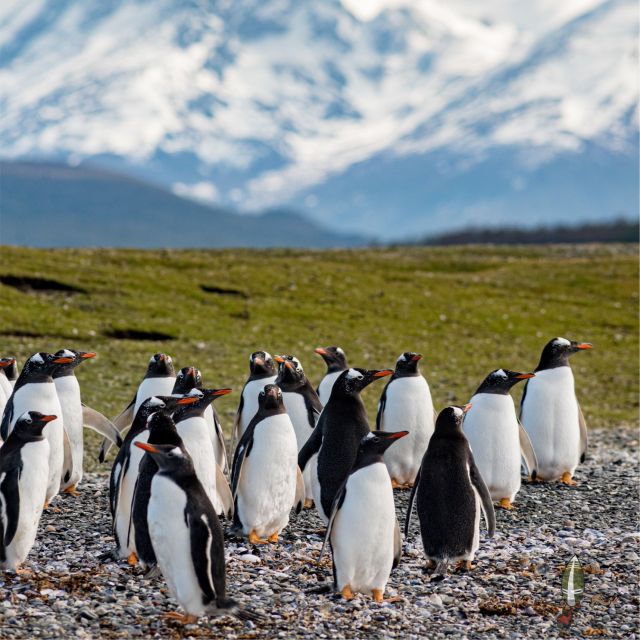 Tierra Del Fuego National Park & B Channel Without Train - Highlights of the Experience