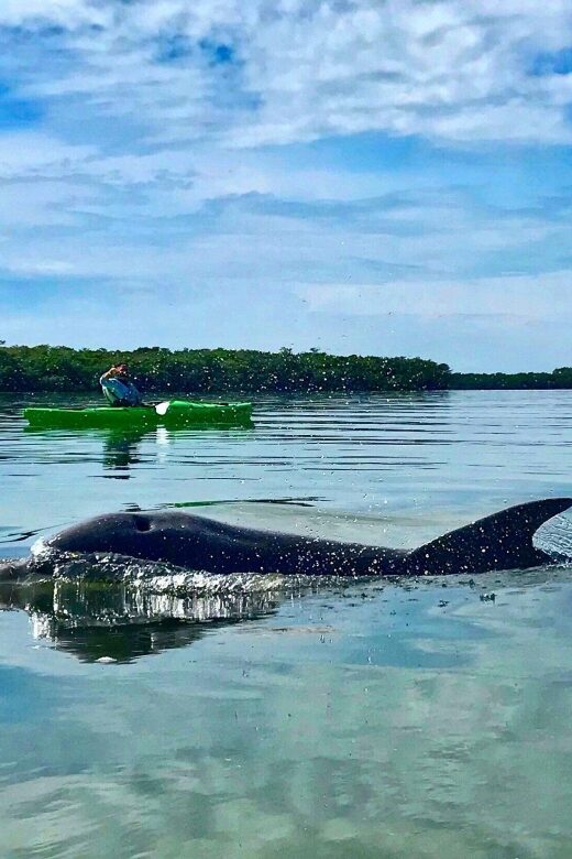 Tierra Verde FL: Coastal Kayaking Tour in Shell Key - Key Points