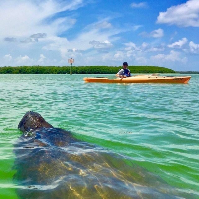Tierra Verde FL: Coastal Kayaking Tour in Shell Key - An In-Depth Look at the Shell Key Kayaking Tour