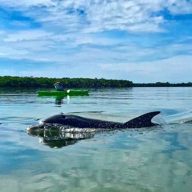 Tierra Verde FL: Coastal Kayaking Tour in Shell Key - FAQ