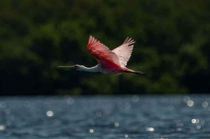 Tierra Verde: Kayak Tour at Shell Key with Capt Yak - What This Kayak Tour Offers in Detail