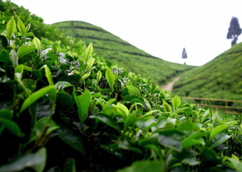 Tiger Hill Darjeeling Nature Walk (3 Hours Guided Tour) - Sample Itinerary