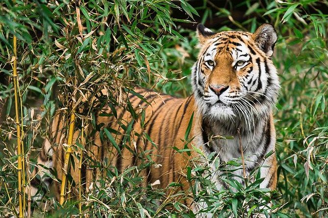 Tiger Safari at Pench National Park - Good To Know