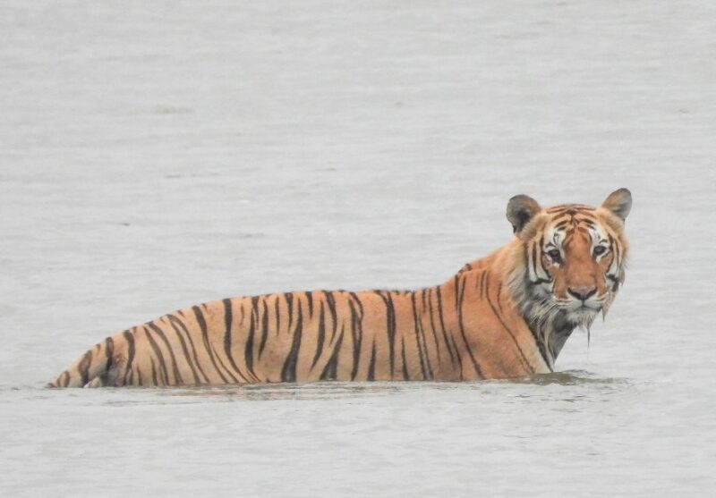 Tiger Tracking Wildlife Safari Tour in Bardia - Key Points