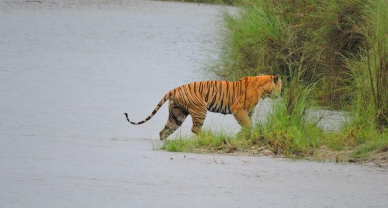 Tiger Tracking Wildlife Safari Tour in Bardia - Included Amenities and Services